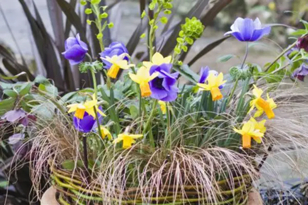 Anemone coronaria 'De Caen Group'