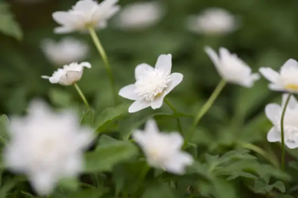 Anemone Winger 'Venal'