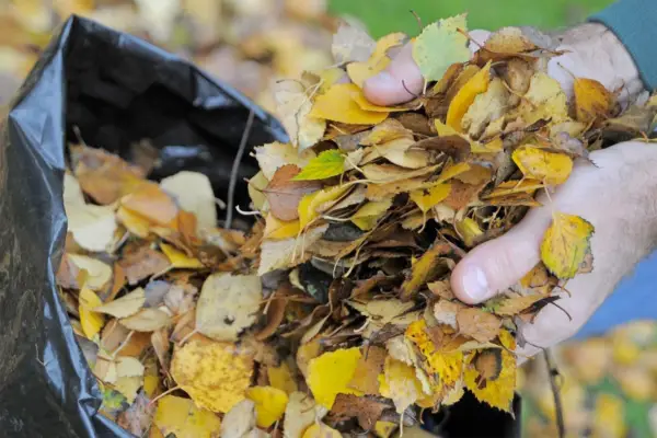 Najlepsze liście do formy liści