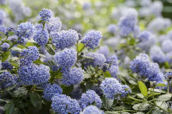 Ccanothus thyrsiflorus var. nedávné