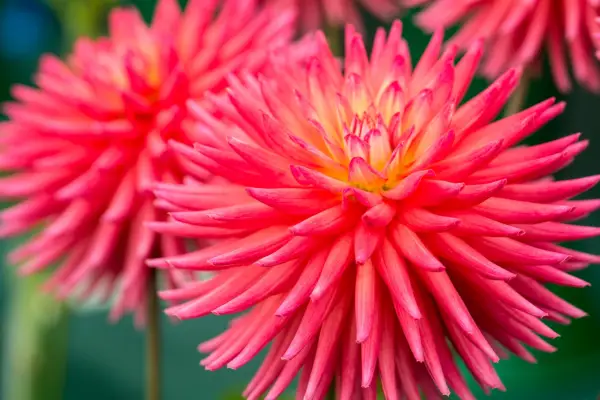 DAHLIA 'RYECROFT PIXIE'