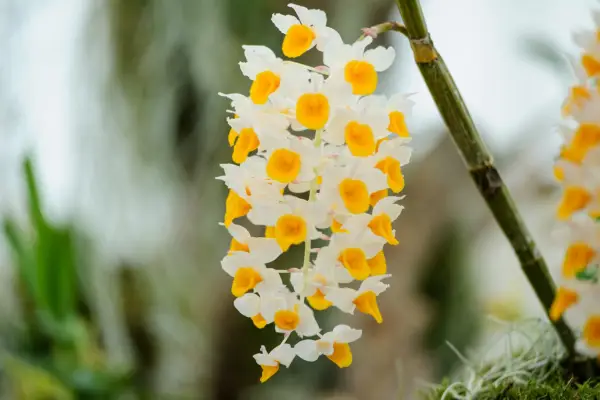 Dendrobium 