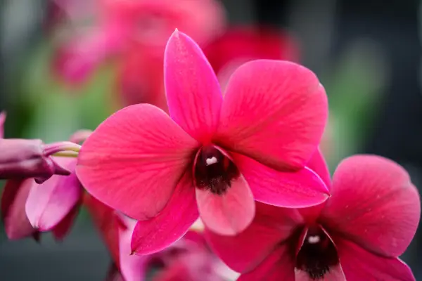 Dendrobium orchidey na rast