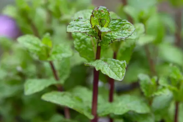 Shoots of mint