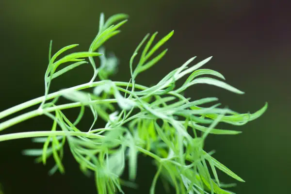 Delicate dill foliage