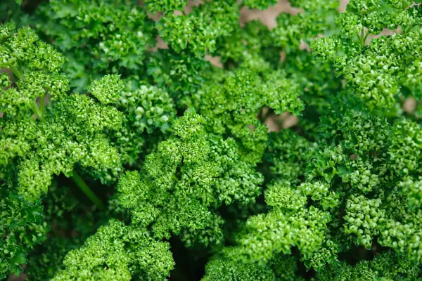 Curly parsley