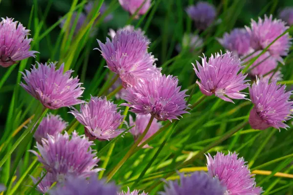 Pink chive blooms