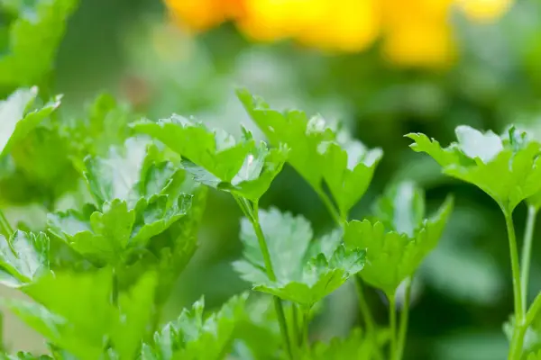 Coriander foliage