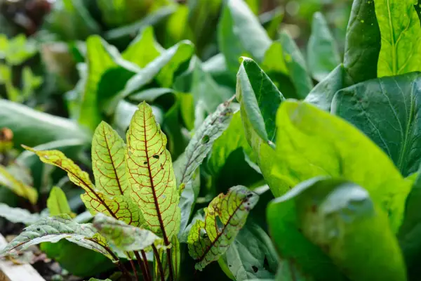 Red-veined sorrel leaves