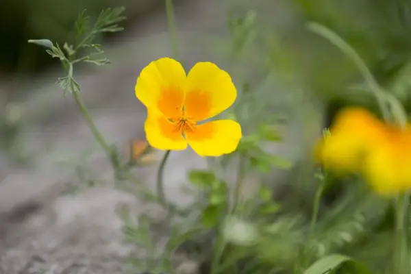 How to grow California poppy – Eschscholzia californica