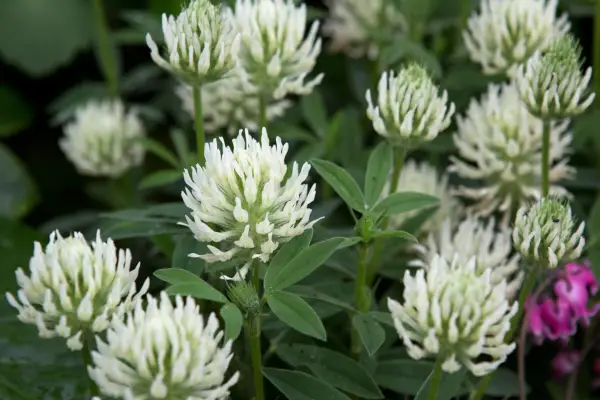Sulphur clover (Trifolium ochroleucon)