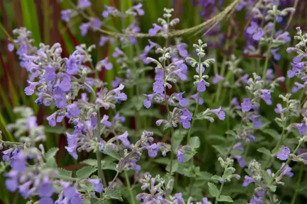 Catmint (Nepeta 