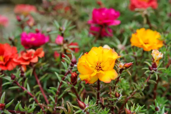 Portulaca 