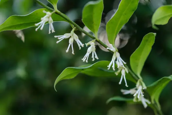 Sweet box (Sarcococca confusa)