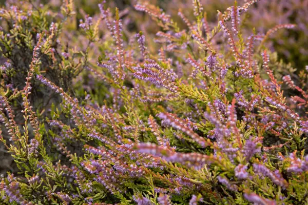Summer heather (Calluna vulgaris 