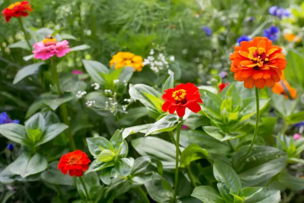 Summer-flowering zinnias