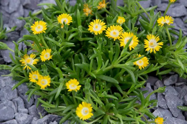 Delosperma 