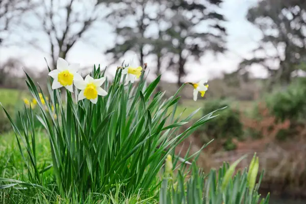 Blomstrings- og løvplanter for graver