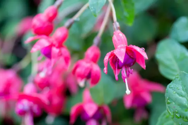 Fuchsia 'Phyllis'