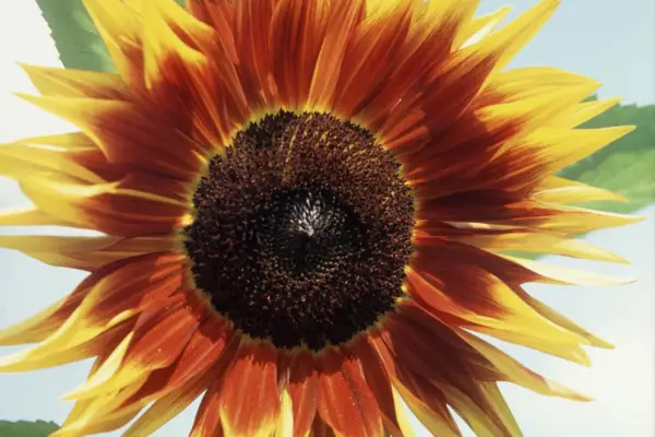 Helianthus annuus 'solformørkelse'