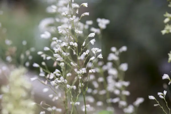 Heuchera „White Cloud”