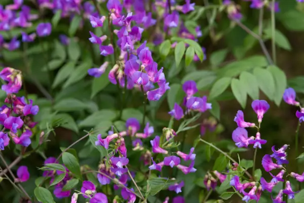 Lathyrus Vernus