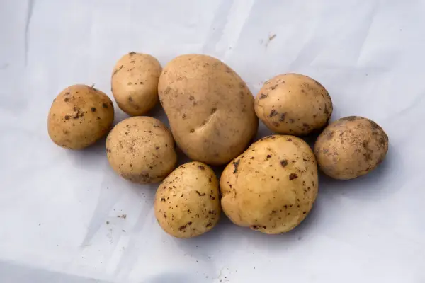 Potato 