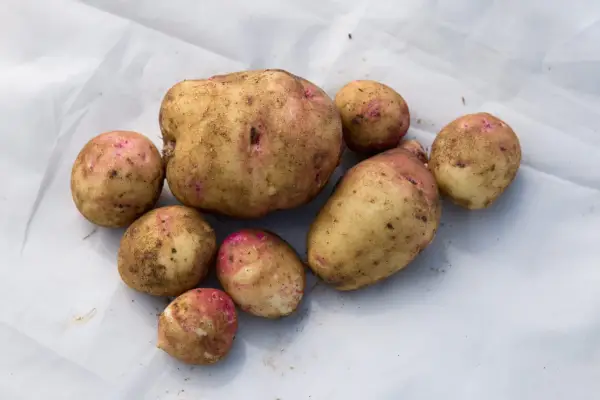 Potato 