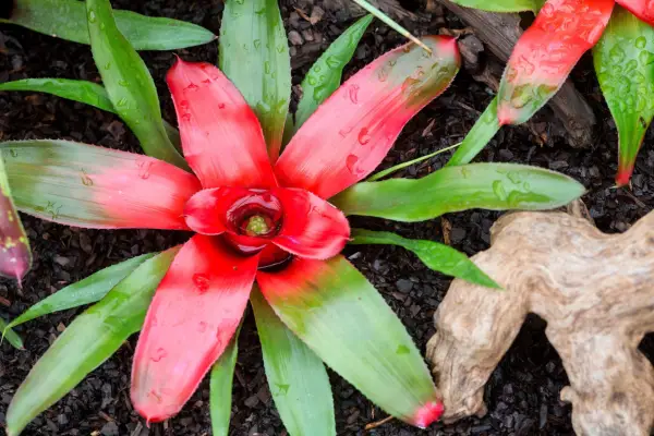 Neoregelia Carolina 'Meyendorfii'