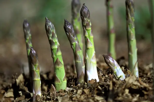 Légumes vivaces pour grandir