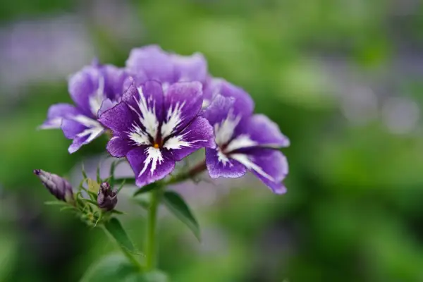 Phlox Drummondii 'Sugar Stars'