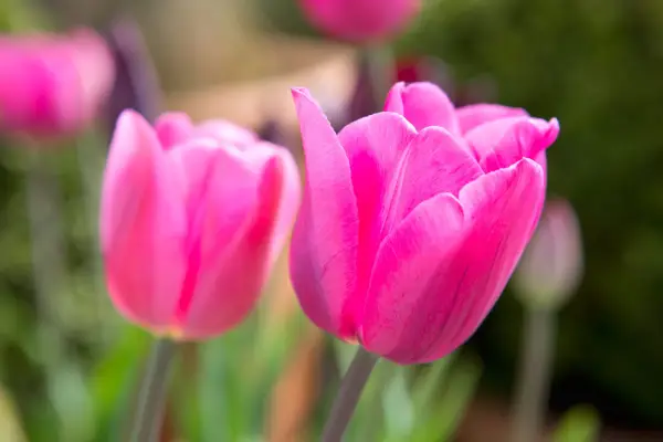 Tulipa 