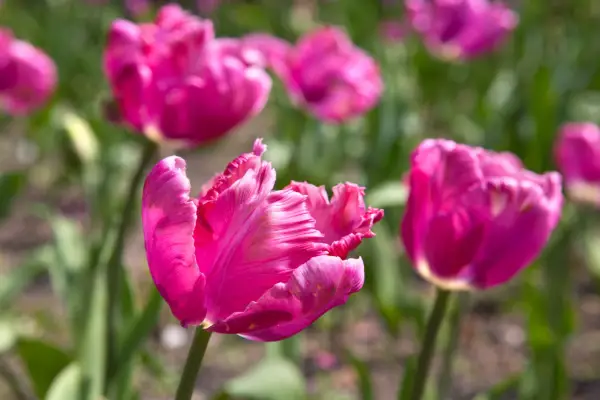 Tulipa 