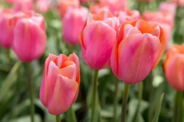 Tulipa 