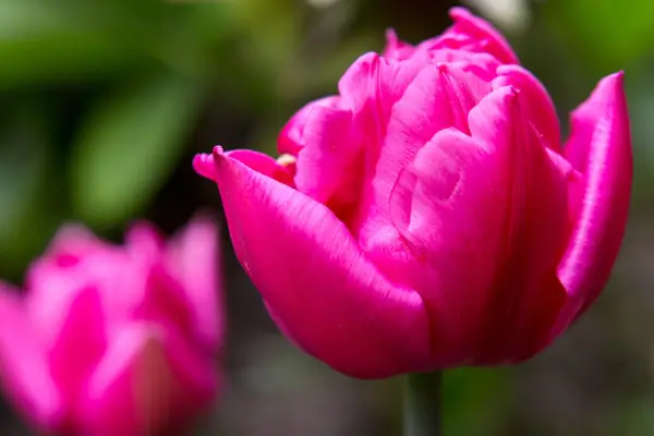 Tulipa 