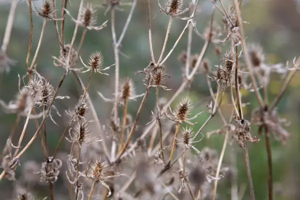 Eryngium varifolium