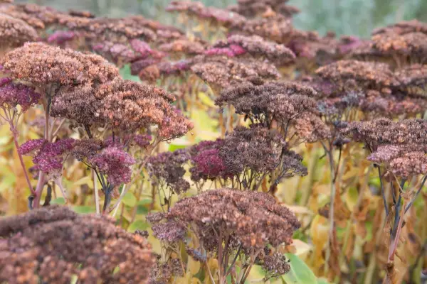 Sedum seedheads