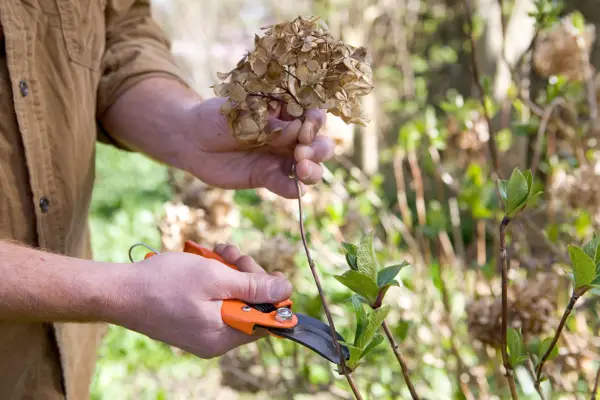 Deadheading a mophead hydrangea in spring