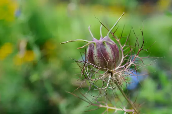 Nigella seedhead
