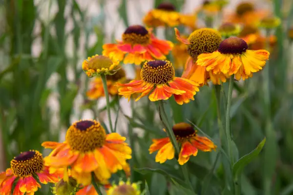 Helenium 