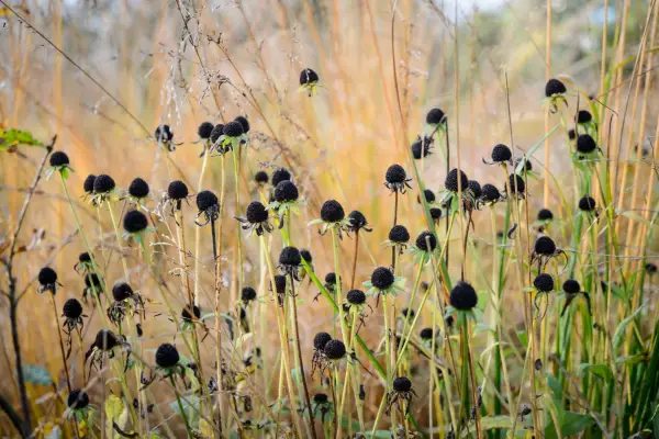 Plantes avec des têtes de semences attrayantes