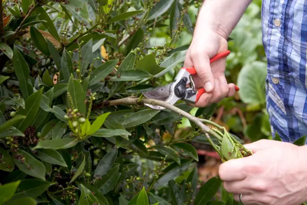 Pruning a cherry laurel in summer