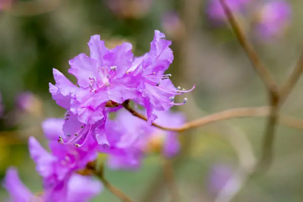 Rhododendron mucronulatum ciliatum flowering in RHS Garden Wisley