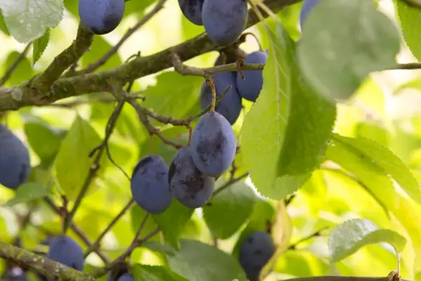 Damson fruits
