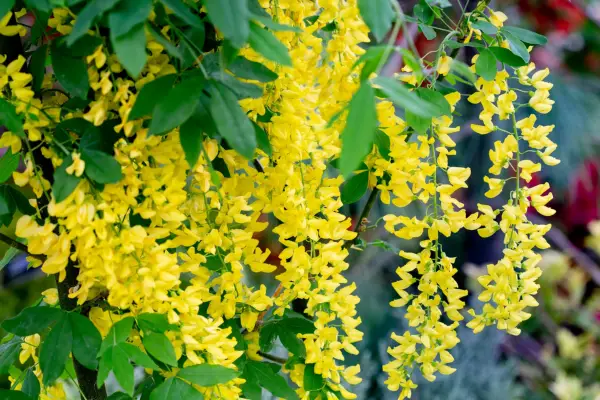 The yellow blooms of Laburnum x watereri Vossii
