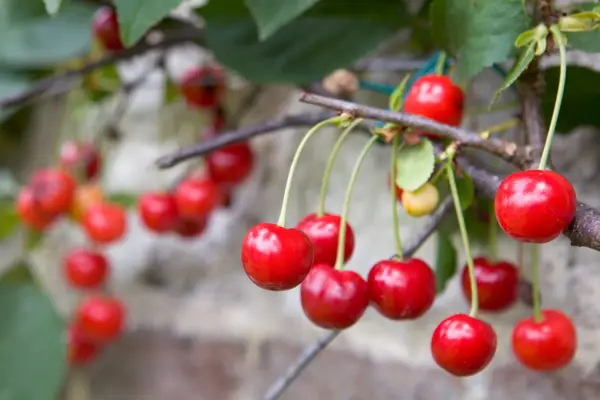 Cherries ready to pick