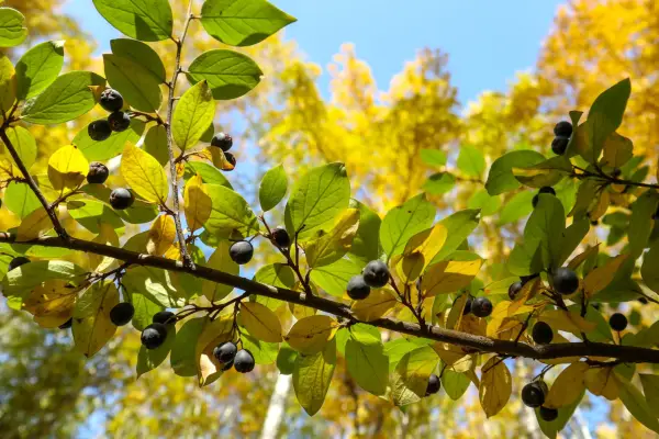 Rhamnus cathartica. Getty Images