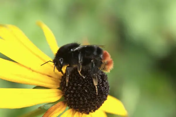 Red-tailed bumblebee feeding on a yellow echinacea flower