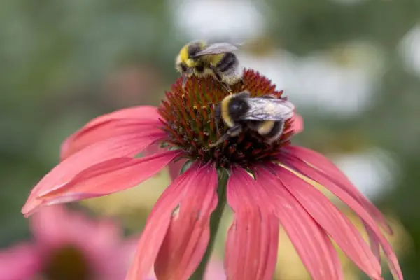 White-tailed bumblebees on a pink echinacea bloom