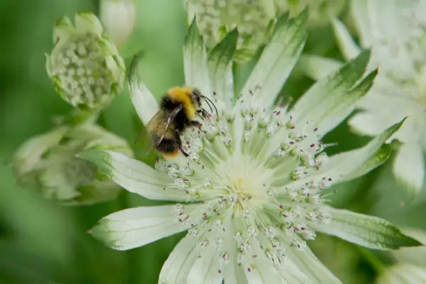Early bumblebee, Bombus pratorum